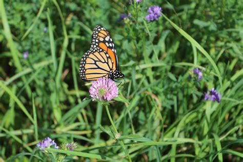 How in the World do Beautiful Monarch Butterflies Migrate?