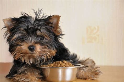 While puppies may start trying to sample mom's solid food as soon as their teeth start coming in, it's not until the fourth week that the mother's milk production starts to slow down and pups begin the permanent transition to solid puppy food. Puppy Kibble - It's What's For Dinner!