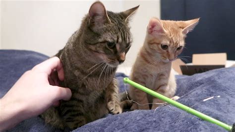 All the rest mostly get along. DUDE THE CAT & DUDETTE THE KITTEN PLAY TOGETHER!! - YouTube