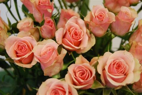 Ilsa Peach Spray Rose Varieties And Flowers To Remember Pinterest