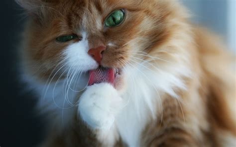 Tiny furries, mama furry, fluffy kitties, fluffy birds! Fluffy kitty wallpapers and images - wallpapers, pictures ...