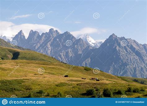 Koruldi Lake Trek Cattle On A Meadow In The Svaneti Mountain Range