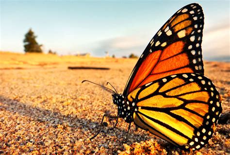 From middle english buterflie, butturflye, boterflye, from old english butorflēoge, buttorflēoge, buterflēoge (from butere (butter)), equivalent to butter +‎ fly. Migrating Monarch Butterfly Numbers Are At A Record Low - Redorbit