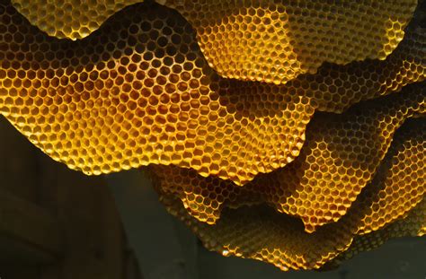 Why Honeycomb Is Hexagonal Fyfd