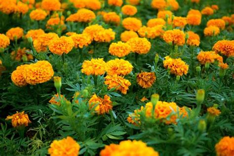 Sow the remaining marigold seeds along the borders of the. How to Grow French Marigolds - Planting Marigolds in Your ...