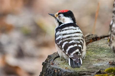 Lesser Spotted Woodpecker Fact And Pictures Birds Fact