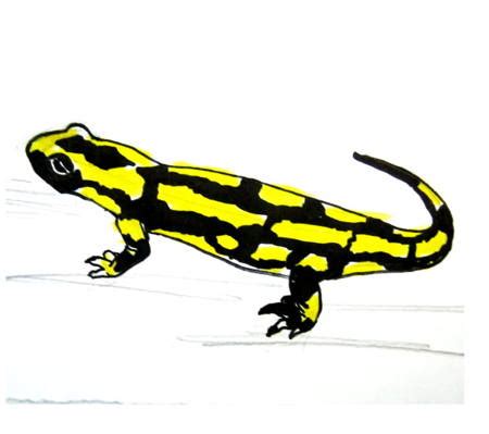 How To Draw A Salamander Tutorial