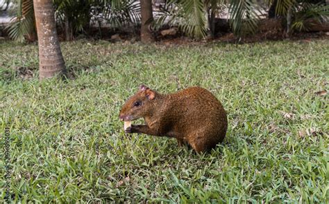 Sereque Animal Central American Agouti Eats In The Garden Of A House