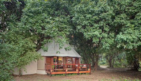 Sausage Tree Camp Luxury Safari Accommodation In Zambia