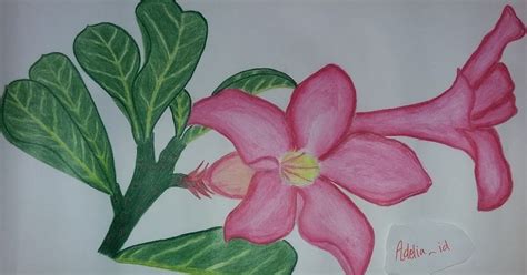 Sketsa Lukisan Bunga Kamboja Terbaru
