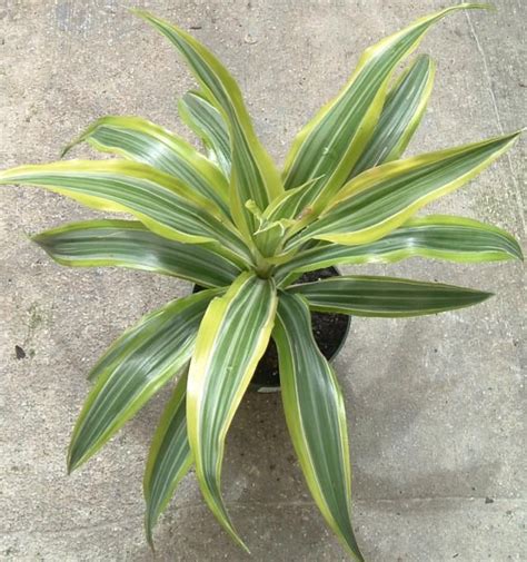 Check spelling or type a new query. How to Grow Corn Plants (Dracaena Deremensis) | Tropical ...