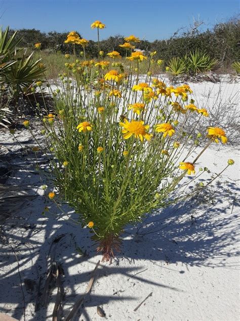 Native Plants Gardening In The Panhandle