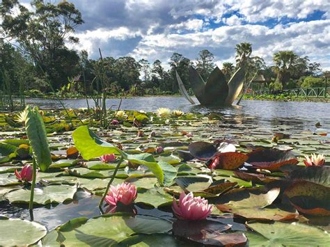 Please visit our website for important information about your visit to gibbs gardens. Lotus Flower Garden Near Me - Garden Design