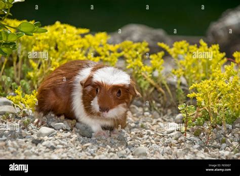 English Crested Guinea Pig Cavie Young 3 Weeks Old Red And White