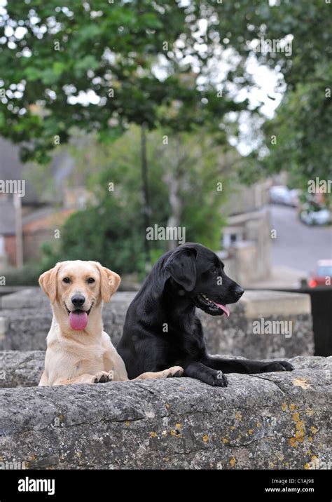Gundogs Hi Res Stock Photography And Images Alamy