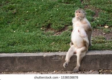 Monkey Nude Shutterstock