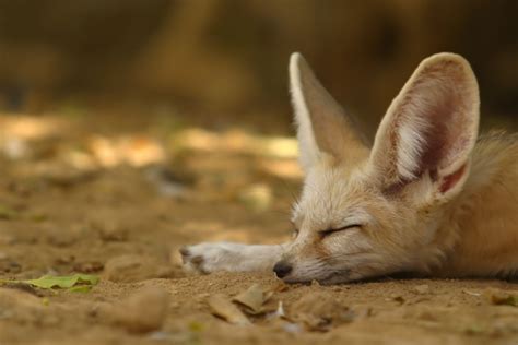 Cuteness Is A Curse For The Adorable Fennec Fox Green Prophet