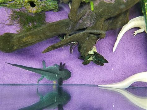 Dwarf Axolotl Water Critters
