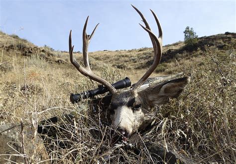 Deer Hunters Have Reason For Optimism Caution Coeur Dalene Press