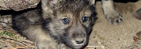 Gray wolves killed after removal from endangered species list