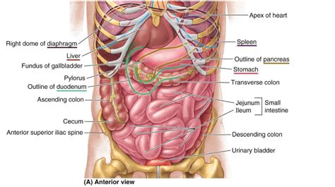 It is part of the digestive system. Anatomical Position Of Organ Anatomical Position Of Organ ...