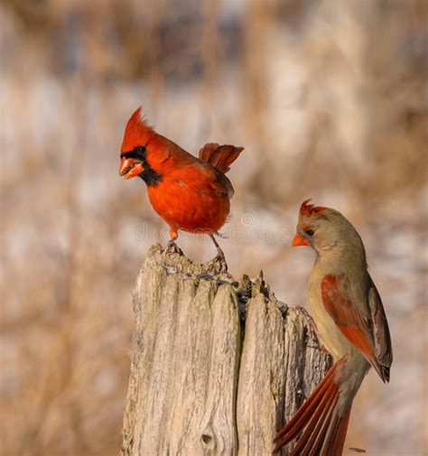 Female And Male Northern Cardinal Red Birds Common Cardinal Stock