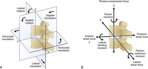 Biomechanics Of The Spinal Motion Segment Clinical Gate