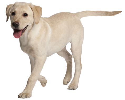 We did not find results for: Labrador Retriever Rottweiler Puppy Golden Retriever St ...
