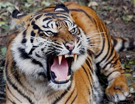 AB: Menggambar flora fauna dan alam benda (secara sederhana)