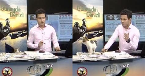 Stray Cat Interrupts Live Turkish News Broadcast Casually Sits On