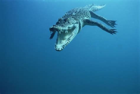 Saltwater Crocodile Underwater Wallpaper Saltwater Crocodile