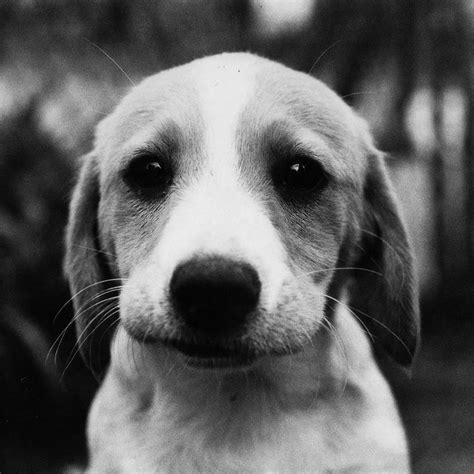40 Best Sad Puppies Images On Pinterest Cutest Animals