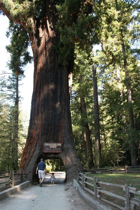 We did not find results for: Humboldt Redwoods | Humboldt redwoods state park, Humboldt ...