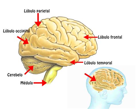 Partes Cerebro Funciones Anatomia Del Cerebro Humano Cerebro Hot Sex