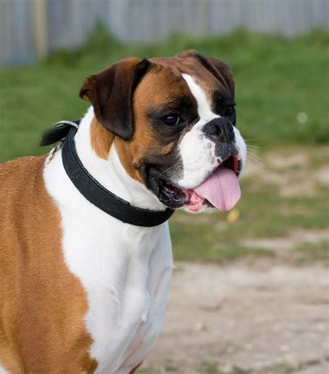Deutscher Boxer Hund Mit Viel Power Und Herz