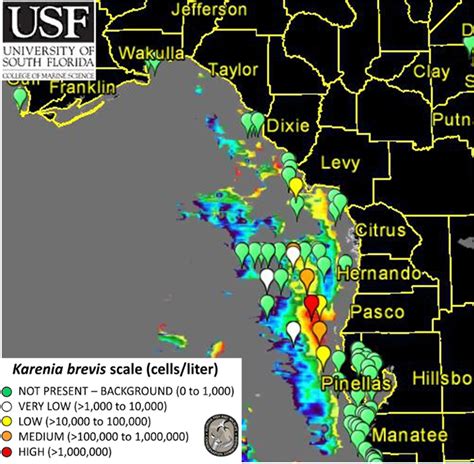 Red Tide Still Looms Along Floridas Gulf Coast Nbc News