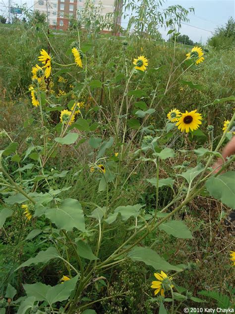 Helianthus Annuus Common Sunflower Minnesota Wildflowers