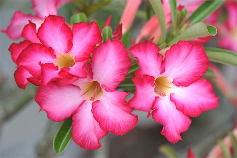Remastered in hd!music video by sting performing desert rose. Desert Rose Poisoning in Cats - Symptoms, Causes ...