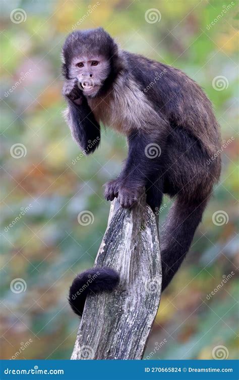 Golden Bellied Capuchin Sapajus Xanthosternos Stock Photo Image Of