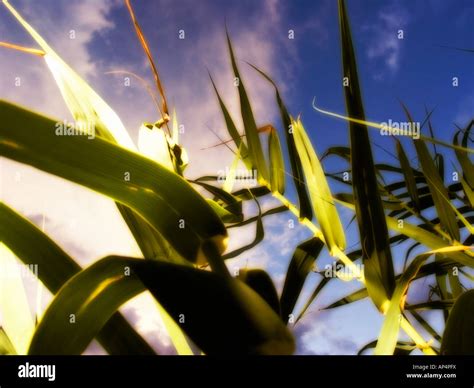 Close Up Of Giant Reed Arundo Donax Field Stock Photo Alamy