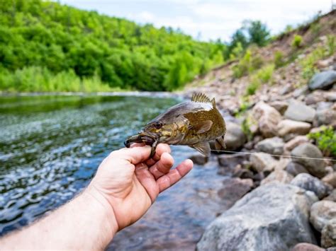 Best Smallmouth Bass Flies A Guide To Productive Smallmouth Bass