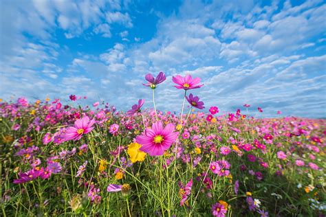 Hd Wallpaper Field Summer The Sky Flowers Colorful Meadow Pink