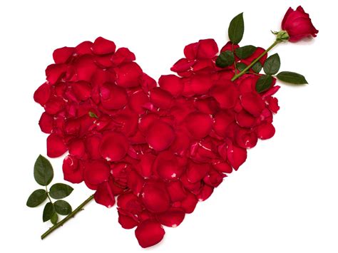 Beautiful Love Rose Flower Images Free Download Love Rose Flower 2648
