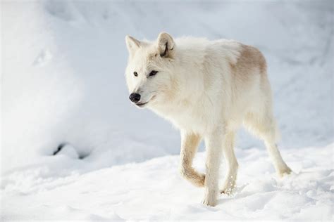 Arctic Wolf Photograph By Kelly Walkotten Pixels
