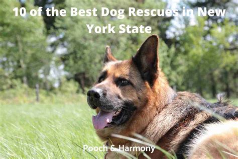 Remarkable Dog Rescues In New York State Pooch And Harmony