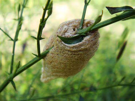 All the lessons are designed with clear definition, explanation, form. File:Cocoon on the pokok Hempedu Bumi (Andrographis ...