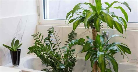 17 Best Bathroom Plants How To Use And Choose Low Light No Light