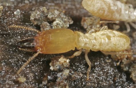 What Do Termites Look Like How To Identify Termites T