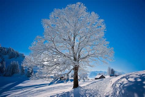 Winter Full Hd Wallpaper And Background 1920x1280 Id 354936
