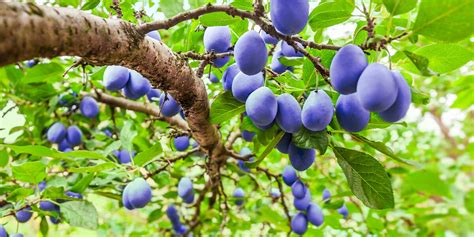 Fruit trees have become a popular choice for backyard gardens in recent years. The 5 Best Fruit Trees | Eising Garden Centre